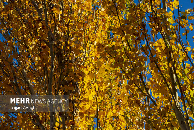 خزان هزار رنگ؛ همدان