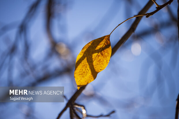 خزان هزار رنگ؛ همدان