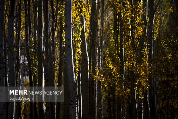 خزان هزار رنگ؛ همدان