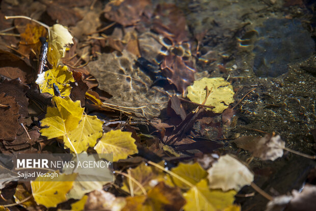 خزان هزار رنگ؛ همدان