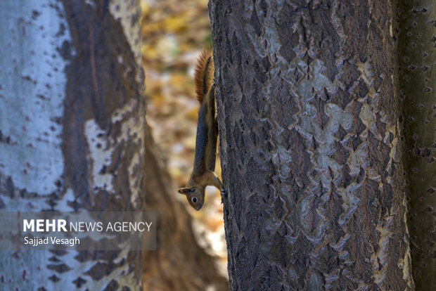 خزان هزار رنگ؛ همدان