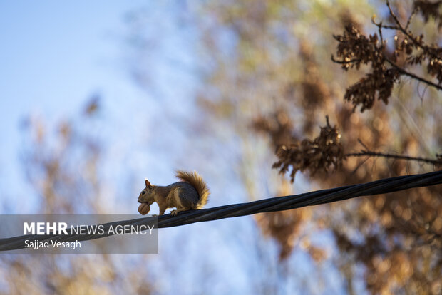 خزان هزار رنگ؛ همدان