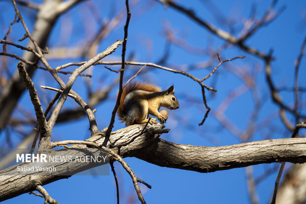 خزان هزار رنگ؛ همدان
