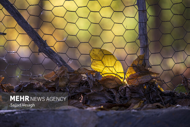 خزان هزار رنگ؛ همدان