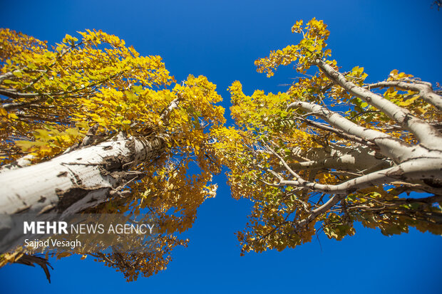 خزان هزار رنگ؛ همدان