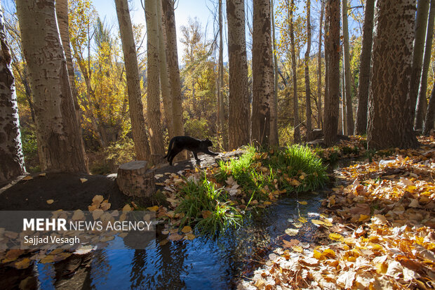 خزان هزار رنگ؛ همدان