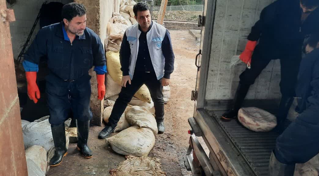 نیک کار: ۴ تُن فرآورده خام دامی غیربهداشتی در شفت کشف و معدوم شد