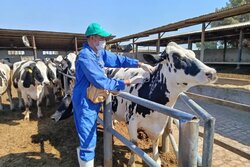 دامپزشکی: پوشش ۹۰ درصدی واکسیناسیون دام‌های استان تهران علیه تب برفکی