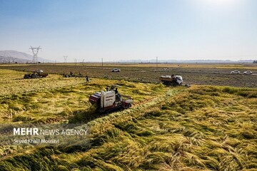 کشت پاییزه در کردستان آغاز شد؛ ۲۰ هزارتن بذر اصلاح‌شده در دسترس کشاورز