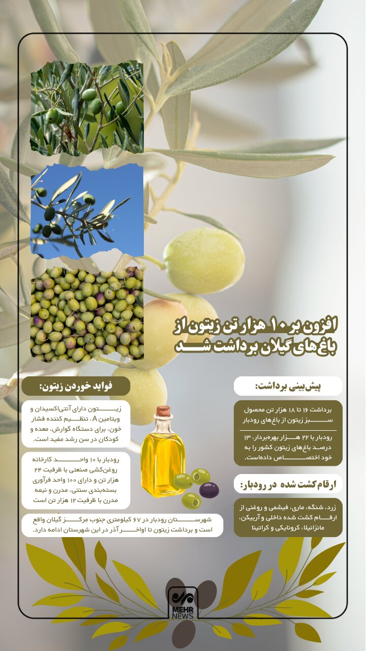 اینفوگرافیک؛ طلای سبز گیلان در مسیر فرآوری و روغن کشی