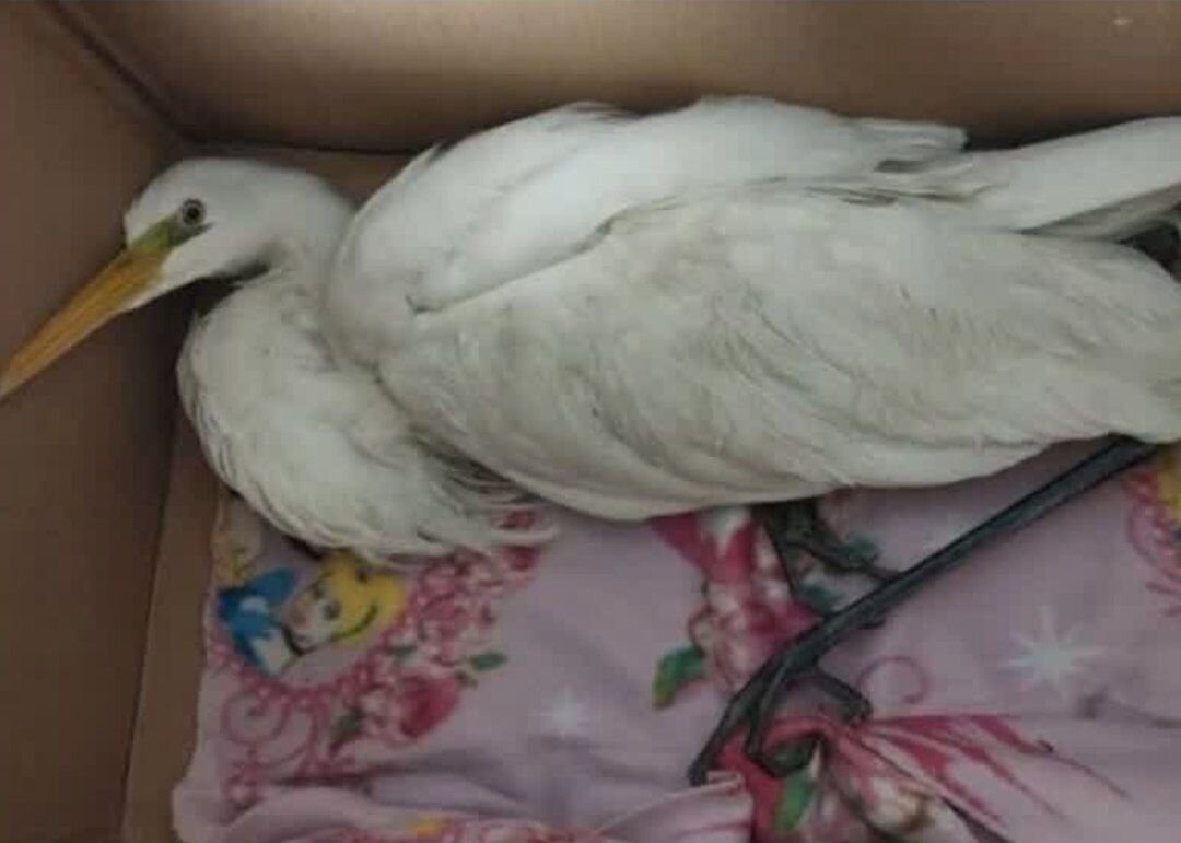 لك،آتش،پرنده،محيط،محل،صباغي