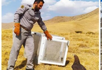 زندی: رهاسازی ۸۸۰ گونه جانوری در زیستگاه‌های کردستان؛کشف ۳۰ قبضه سلاح