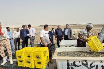 احمدی: هرمزگان در مسیر پیشتازی اقتصاد دریا محور است