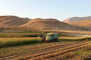 آغاز برداشت ذرت علوفه‌ای در اراضی آبی ثلاث باباجانی