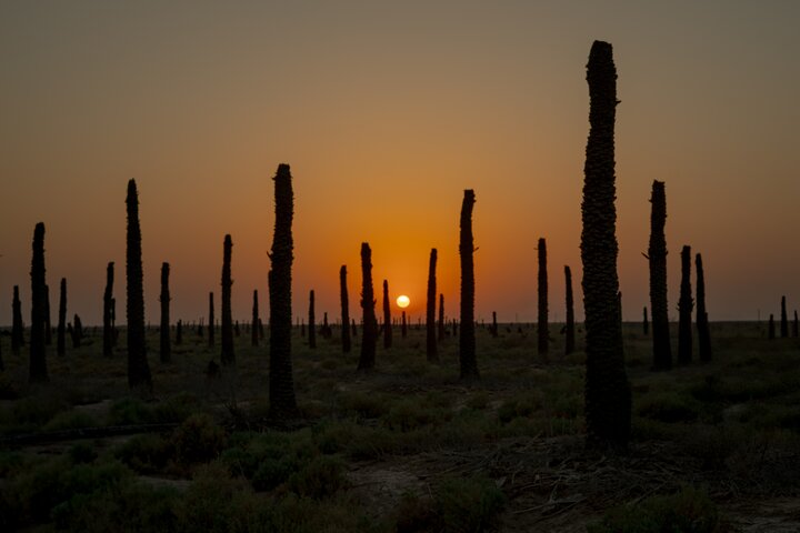 رنگ نخلی که هویت ایرانی را رقم زد؛ سلبریتی‌بازی و فاصله در فیلم کوتاه