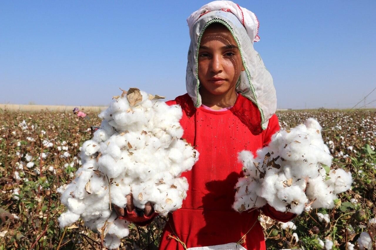 دشت ها سفید و دل ها نگران؛ شرایط دشوار پنبه کاری در خراسان جنوبی