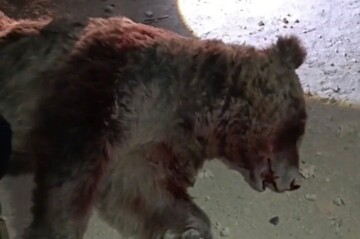 تلف شدن یک قلاده خرس در برخورد با خودروی سواری در محور اسلام‌آباد غرب