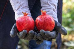 Kum kentinde nar hasadı