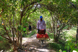 برداشت ۱۴۰۰تن انار از باغات دامغان؛فصل برداشت تا پایان آبان ادامه دارد