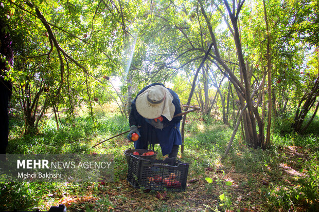انارچینی در باغ تاریخی ۲۰۰ ساله قم