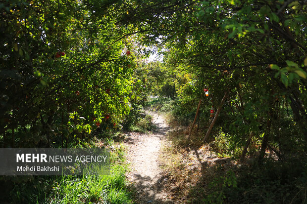 انارچینی در باغ تاریخی ۲۰۰ ساله قم