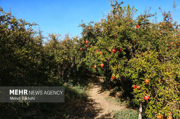 انارچینی در باغ تاریخی ۲۰۰ ساله قم