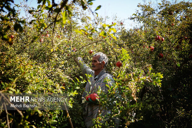 انارچینی در باغ تاریخی ۲۰۰ ساله قم