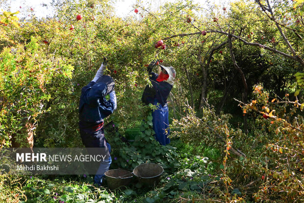 انارچینی در باغ تاریخی ۲۰۰ ساله قم