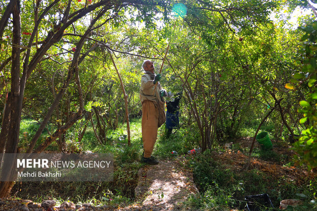 انارچینی در باغ تاریخی ۲۰۰ ساله قم