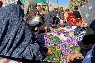 برگزاری جشن شکرگزاری برداشت زعفران در روستای گردشگری مهوید