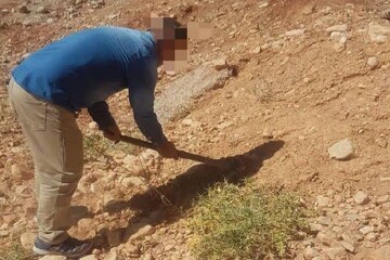 صدور رأی سبز دادگاه در یاسوج؛ کاشت بوته و گیاه به جای حبس برای متهمان