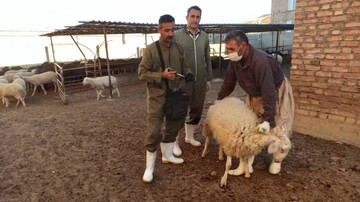 واکسیناسیون ۲۳۹ هزار دام علیه تب برفی در شهرستان سقز