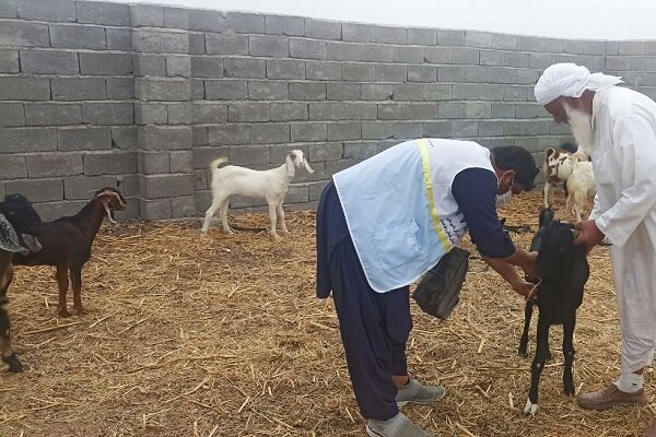 اجرای واکسیناسیون تب برفکی در جنوب شرق؛ بیش از ۱میلیون دام کسینه شدند