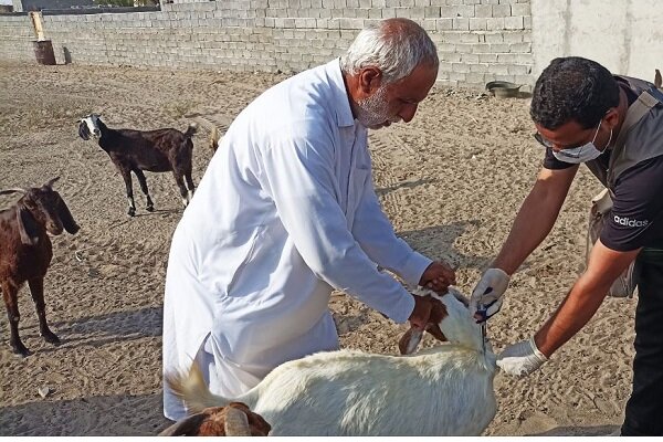 ۱.۷ میلیون مورد واکسیناسیون علیه بیماری های دامی در ایلام انجام شد