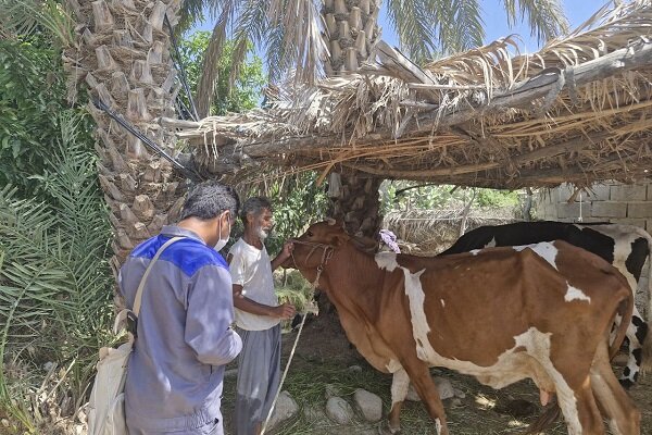 اجرای واکسیناسیون تب برفکی بیش از یک میلیون دام در جنوب شرق 3