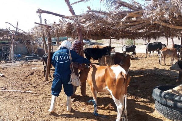 تب،برفكي،واكسيناسيون،دام،دامپزشكي،بلوچستان،سيستان،استان،سرگز ...