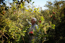 انارچینی در باغ تاریخی ۲۰۰ ساله قم