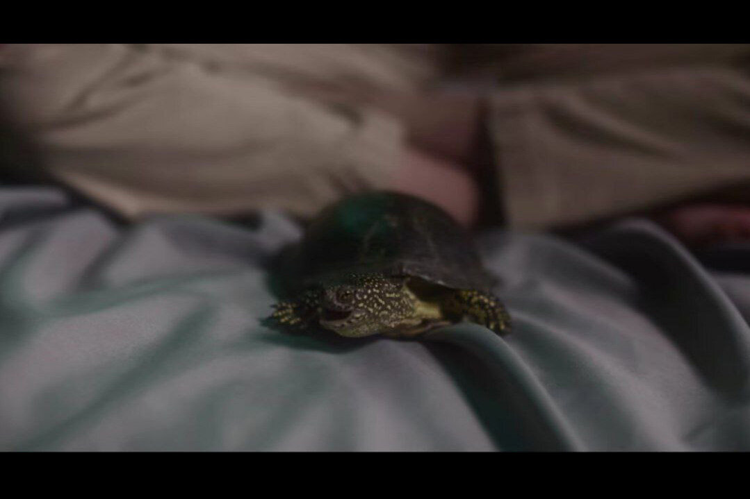 دگرگونی برای رسیدن به معشوق؛ قصه آدمهایی که لاکپشت شدند!