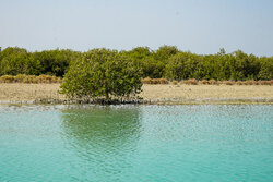 جنگل‌های ساحلی سپر سبز هرمزگان در برابر ریزگرد و سیلاب هستند