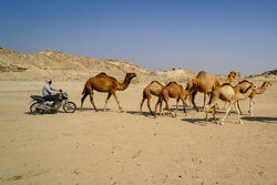 سهیلی؛ روستایی با سنت دیرینه شترداری