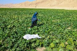 ۶ راهبرد ملی کاهش مصرف آب کشاورزی کلید خورد