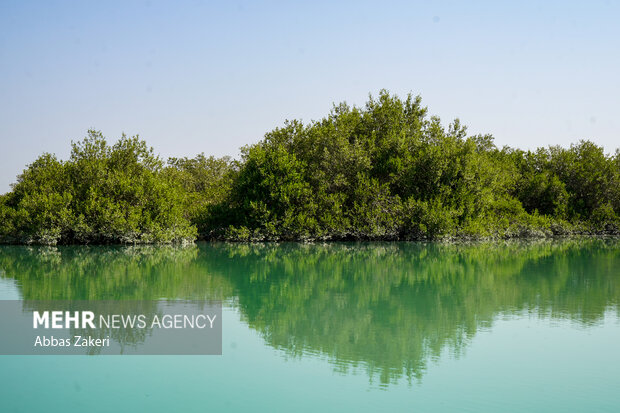 جنگل حرا سهیلی؛ شگفتی سبز قشم