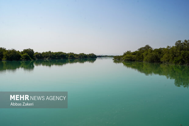 جنگل حرا سهیلی؛ شگفتی سبز قشم