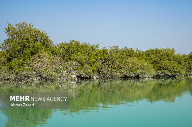 جنگل حرا سهیلی؛ شگفتی سبز قشم