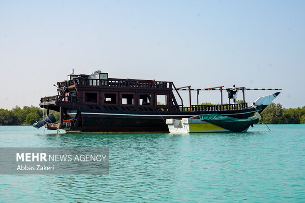 جنگل حرا سهیلی؛ شگفتی سبز قشم