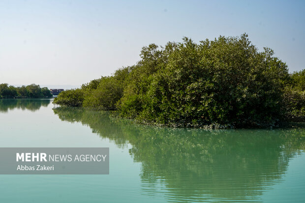 جنگل حرا سهیلی؛ شگفتی سبز قشم