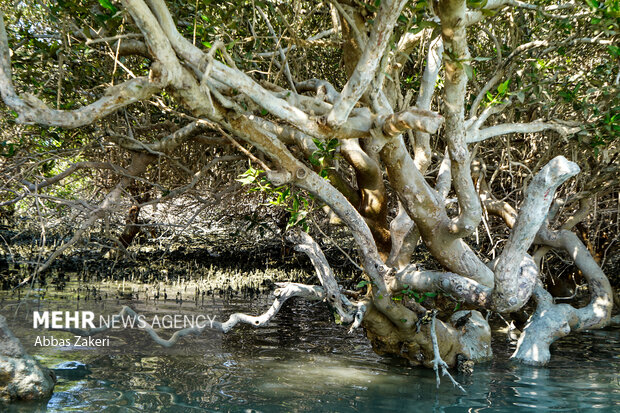 جنگل حرا سهیلی؛ شگفتی سبز قشم