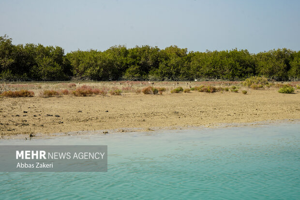 جنگل حرا سهیلی؛ شگفتی سبز قشم