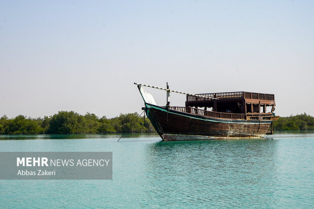 جنگل حرا سهیلی؛ شگفتی سبز قشم