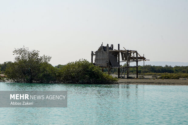 جنگل حرا سهیلی؛ شگفتی سبز قشم